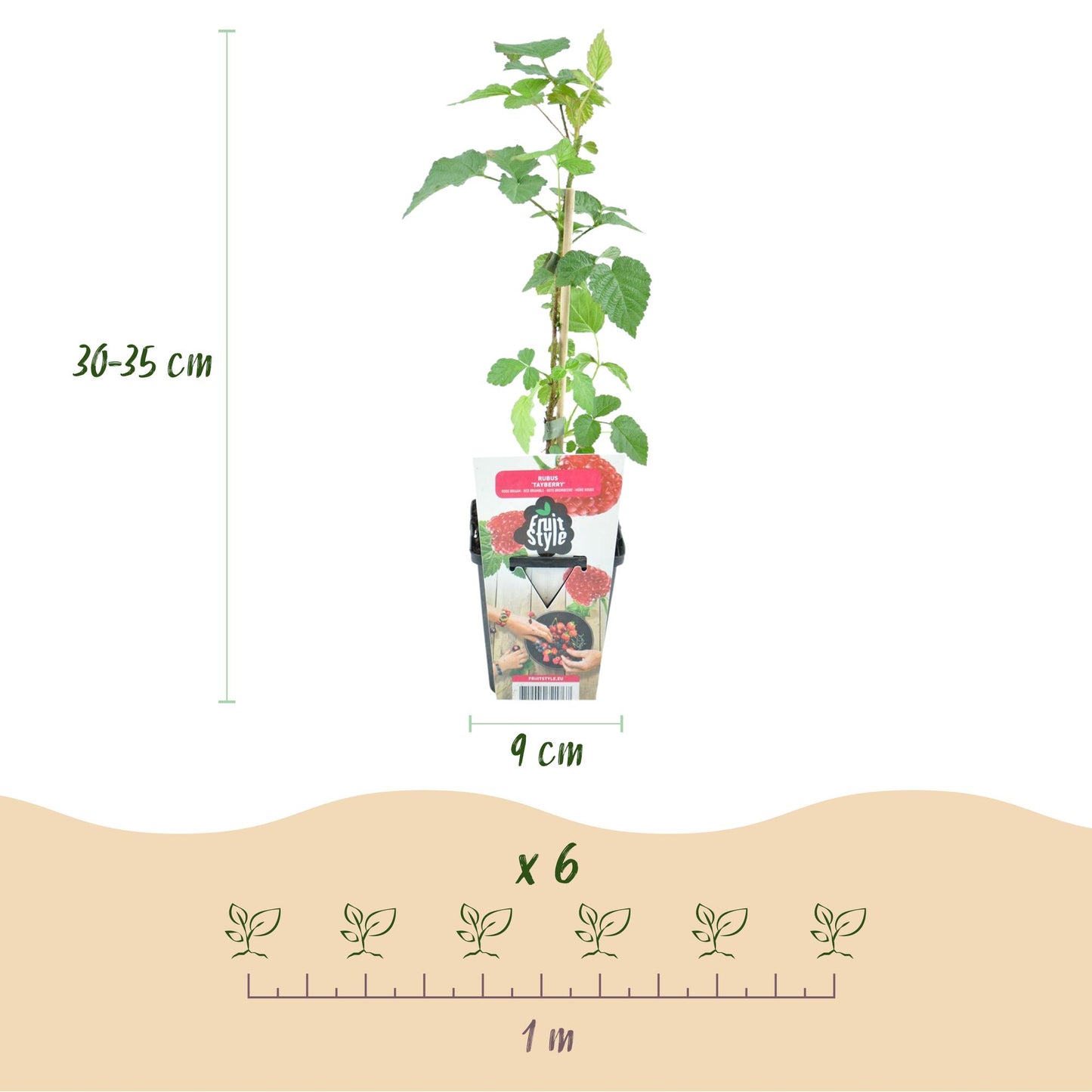 Taybes Rubus Tayberry, plant en pot avec indication de hauteur (30-35 cm), diamètre du pot (9 cm) et espacement de plantation (1 m) pour 6 p