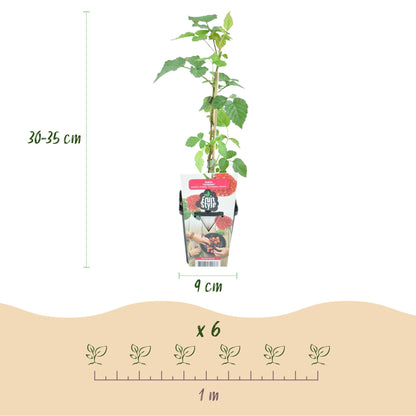 Taybes Rubus Tayberry, plant en pot avec indication de hauteur (30-35 cm), diamètre du pot (9 cm) et espacement de plantation (1 m) pour 6 p