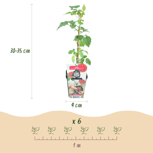 Taybes Rubus Tayberry, plant en pot avec indication de hauteur (30-35 cm), diamètre du pot (9 cm) et espacement de plantation (1 m) pour 6 p