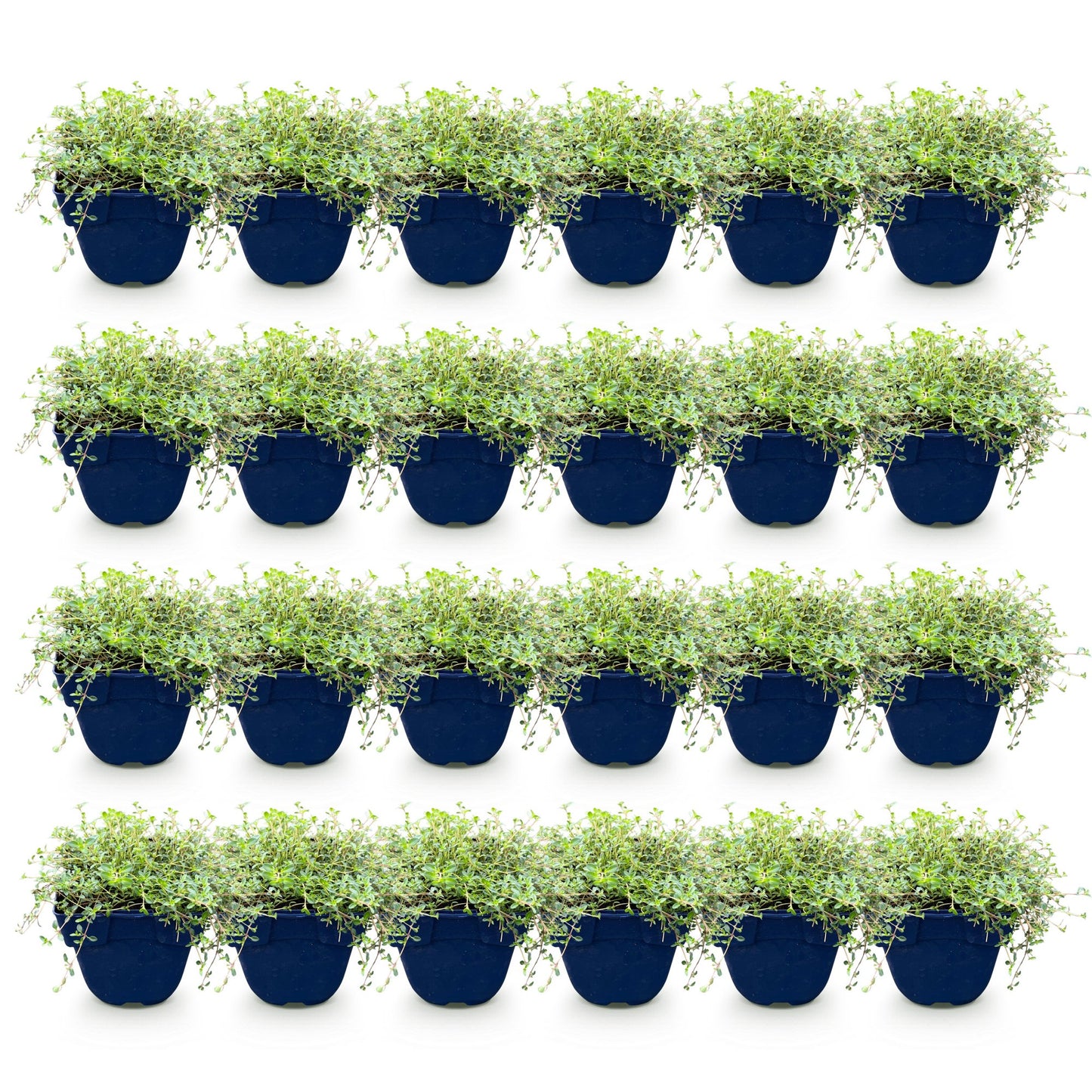 Thymus Tricolour en pots, lot de plusieurs plants vivaces couvre-sol sur fond blanc, prêts à être plantés.