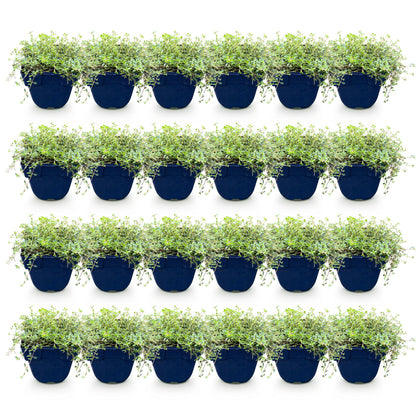 Thymus Tricolour en pots, lot de plusieurs plants vivaces couvre-sol sur fond blanc, prêts à être plantés.