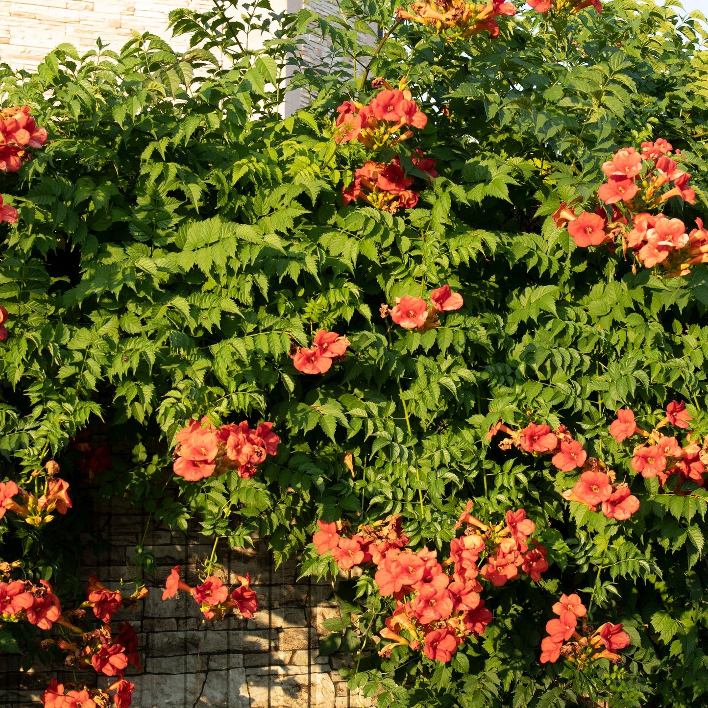 Campsis radicans Madame Galen, aussi appelée Fleur de Trompette, aux fleurs orange éclatantes s'épanouissant sur un mur en pierre, formant u
