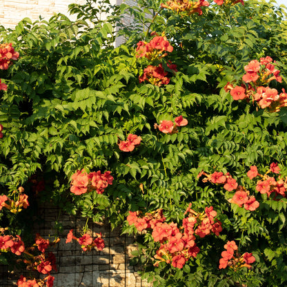 Campsis radicans Madame Galen, aussi appelée Fleur de Trompette, aux fleurs orange éclatantes s'épanouissant sur un mur en pierre, formant u