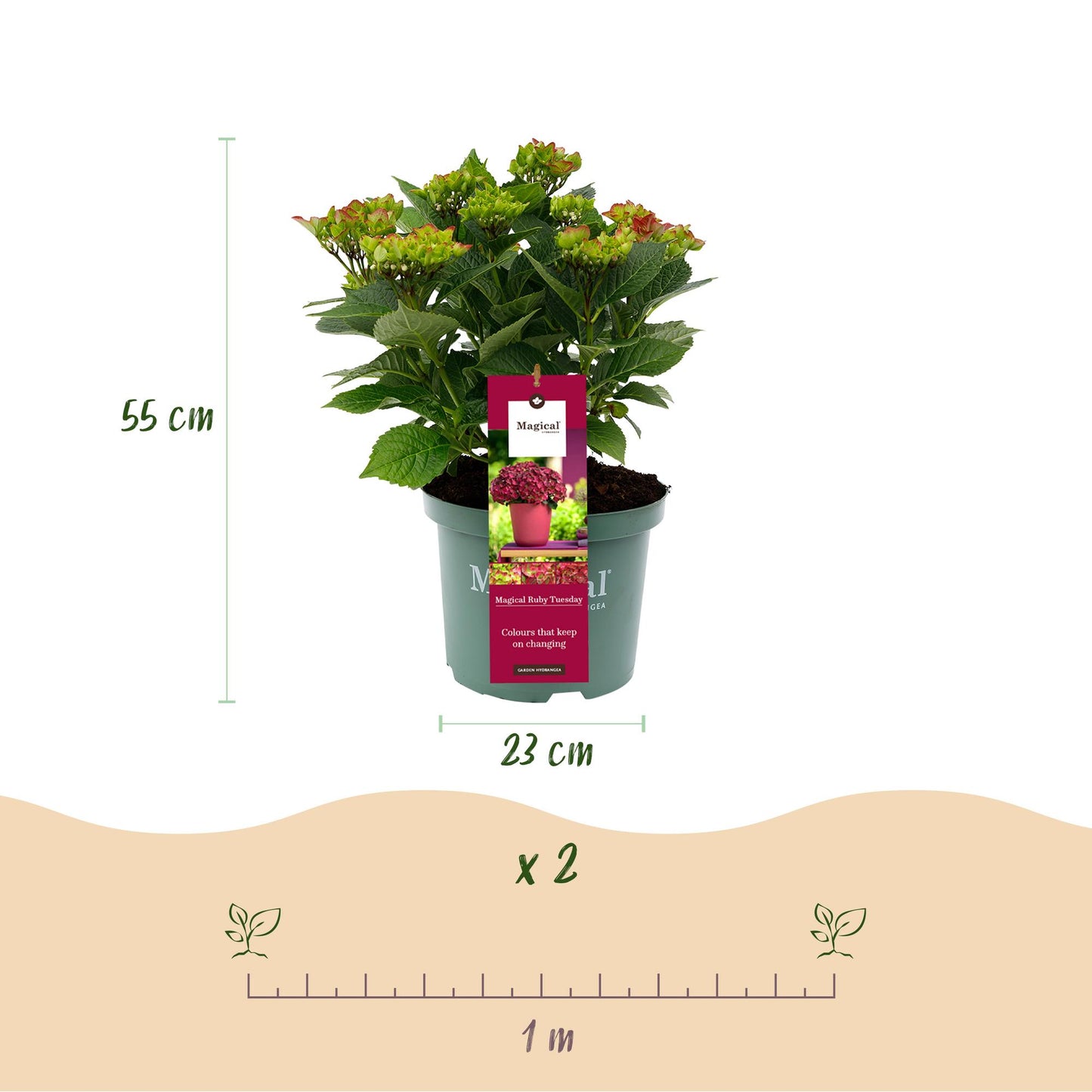 Hortensia Magical Teusday & Saphire, pot de 23 cm de diamètre, 55 cm de hauteur. Schéma d'espacement de plantation suggérant 1 mètre entre 2