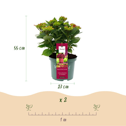 Hortensia Magical Teusday & Saphire, pot de 23 cm de diamètre, 55 cm de hauteur. Schéma d'espacement de plantation suggérant 1 mètre entre 2