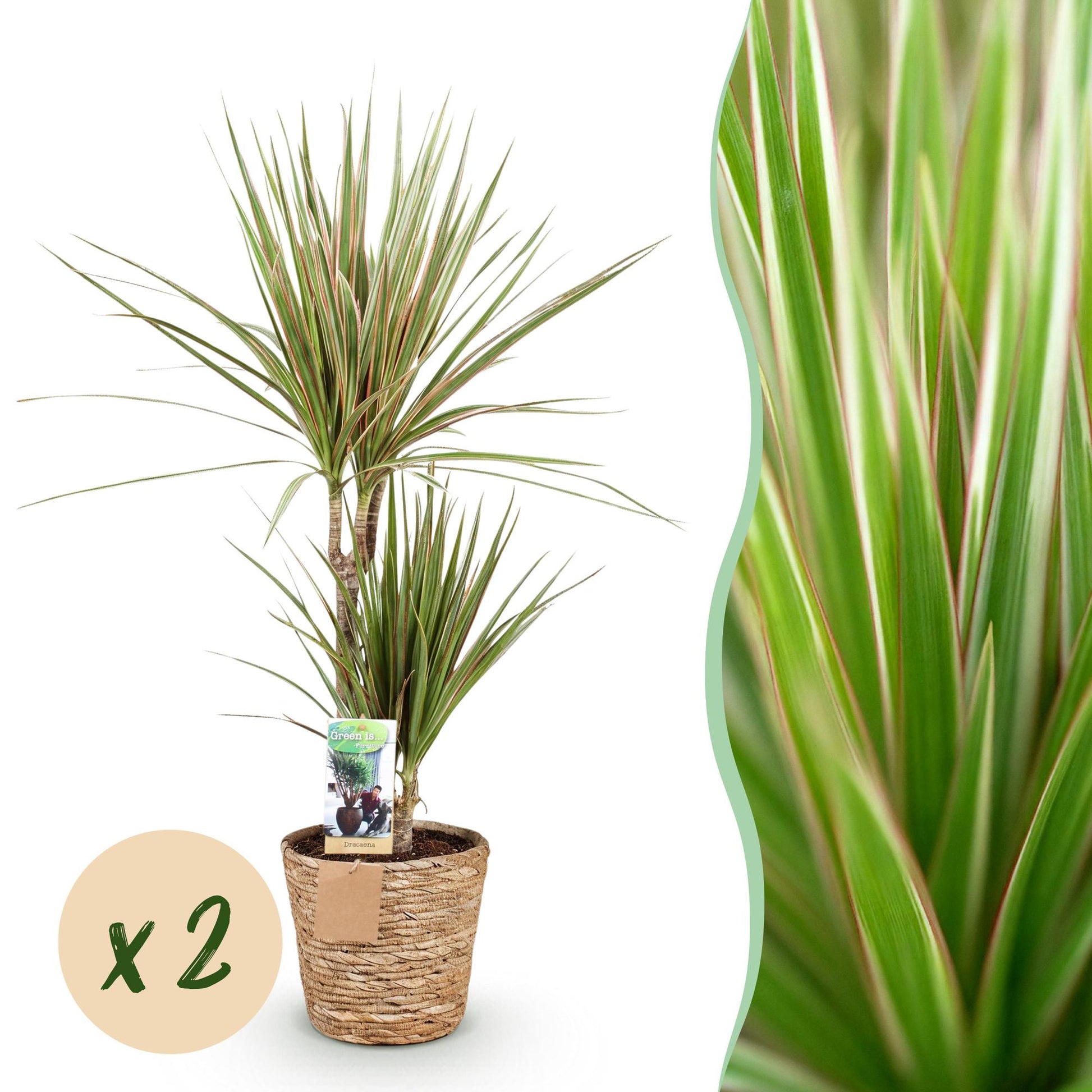 Montage d'une Dracaena Sunray, arbre dragon, en pot tressé, avec un gros plan du feuillage vert bordé de rouge