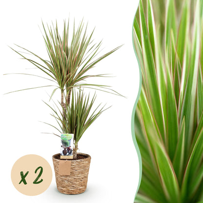 Montage d'une Dracaena Sunray, arbre dragon, en pot tressé, avec un gros plan du feuillage vert bordé de rouge