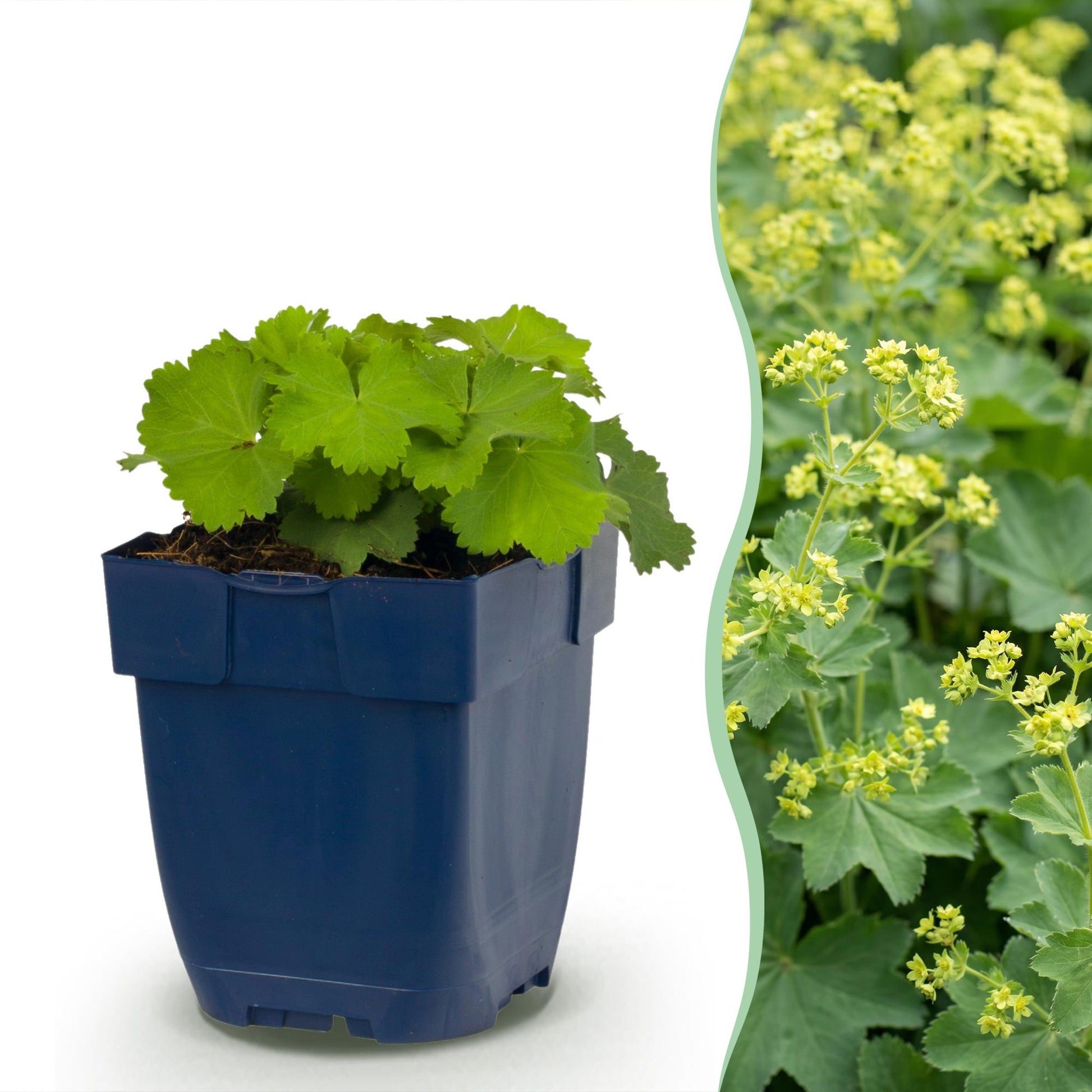 Alchemilla mollis : un plant en pot à gauche, et une haie d'Alchemilla mollis en fleurs à droite, le tout sur fond blanc.