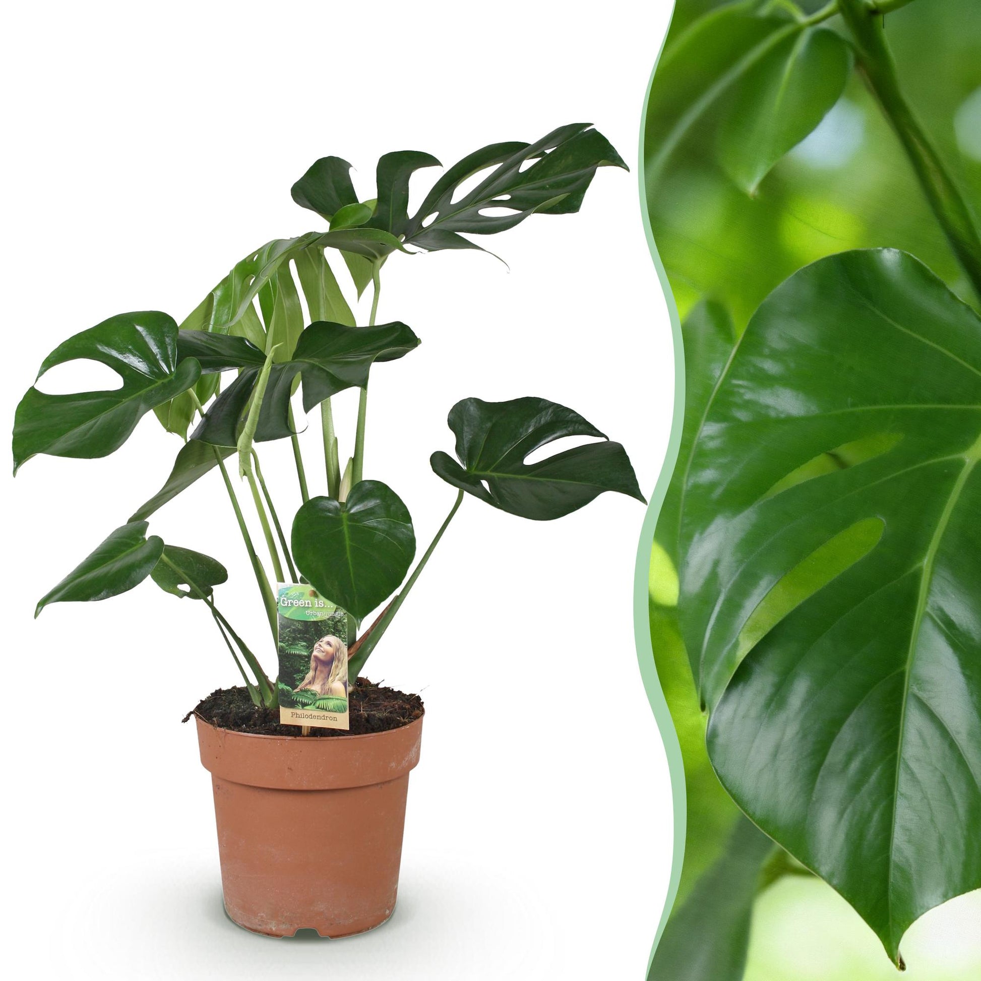 Plantes d'intérieur - Monstera Deliciosa - Plante à trous - Peu d'entretien - Vert - 1 Plante - Pot 17cm - Hauteur 50-55cm