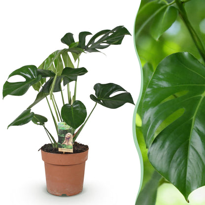 Plantes d'intérieur - Monstera Deliciosa - Plante à trous - Peu d'entretien - Vert - 1 Plante - Pot 17cm - Hauteur 50-55cm