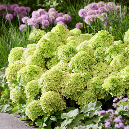 Hydrangea paniculata Groundbreaker Greeny: Haie fleurie de petits hortensias paniculés aux pompons vert clair crémeux, dans un jardin verdoy