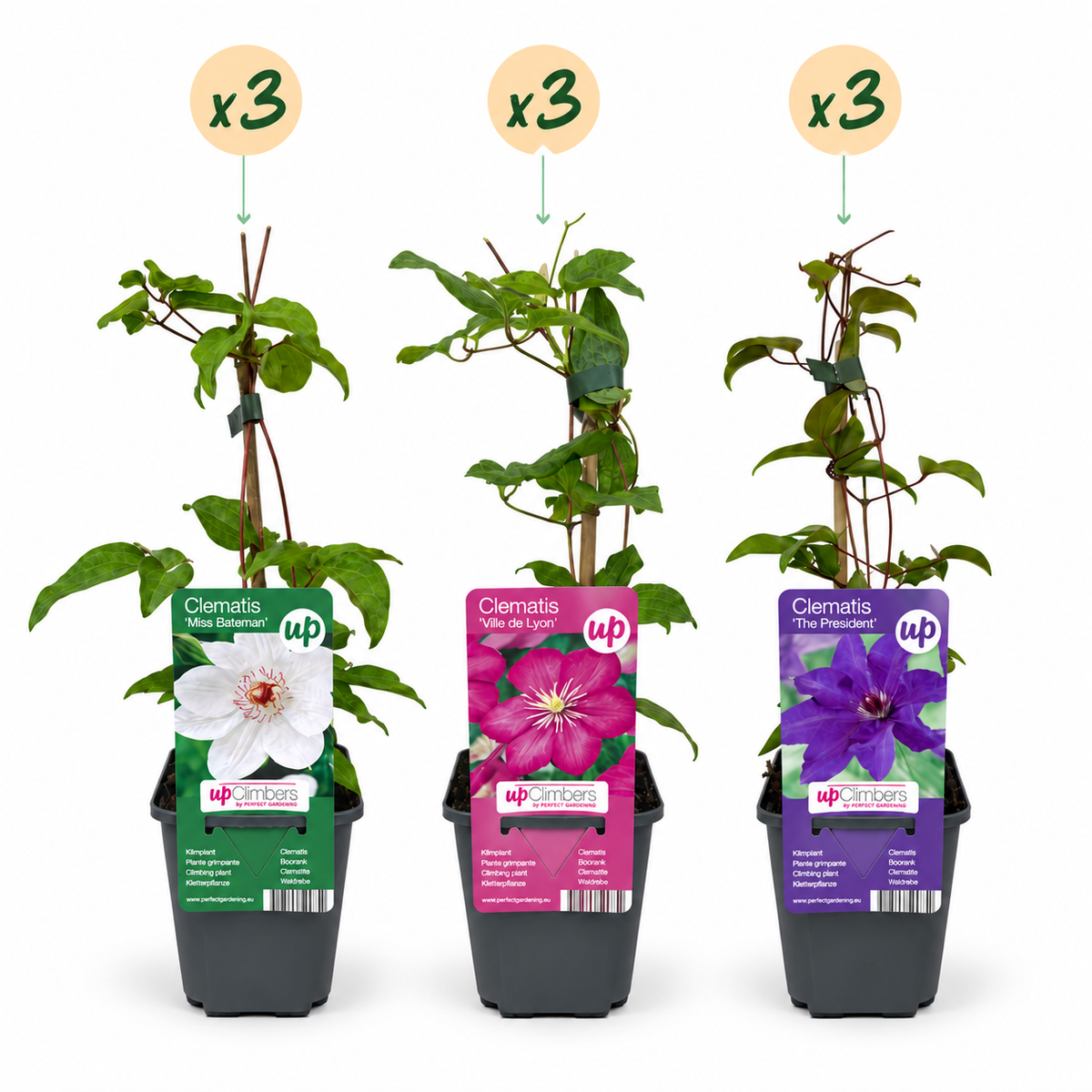 Clématite Tricolore en mélange de couleurs - lot de 9 plants, pot Ø9 cm