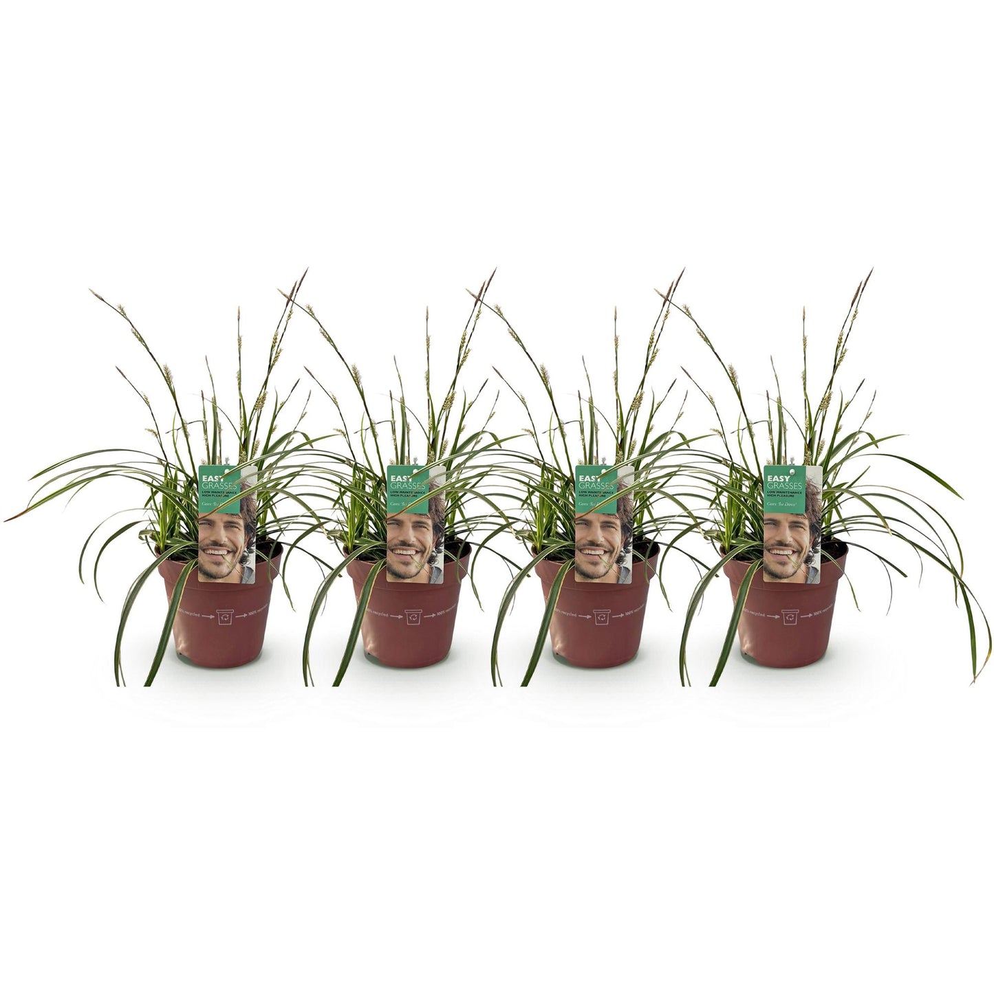 Carex morrowii Ice Dance : Lot de 4 plants de graminées ornementales, feuillage vert et blanc, en pots marron sur fond blanc uni.