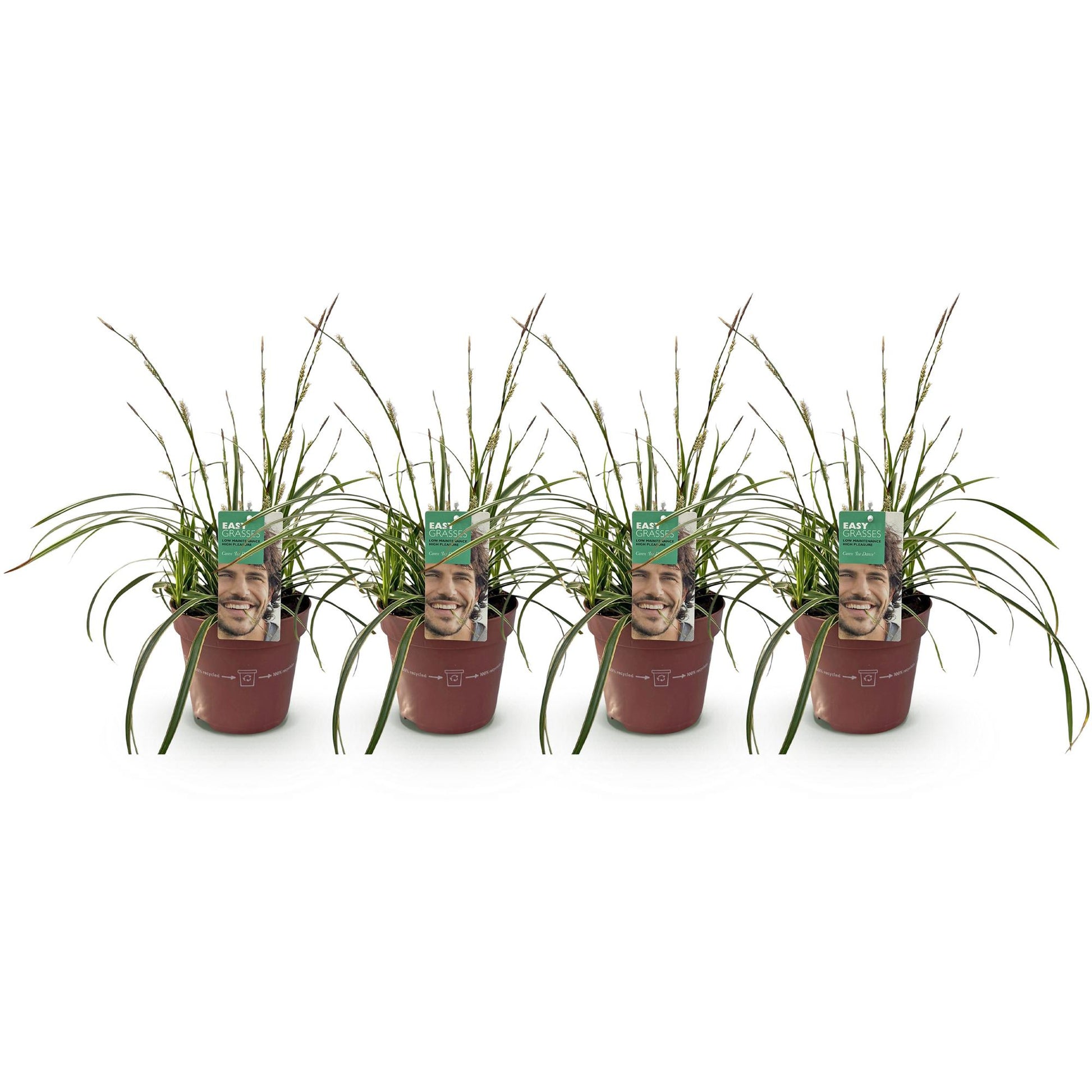 Carex morrowii Ice Dance : Lot de 4 plants de graminées ornementales, feuillage vert et blanc, en pots marron sur fond blanc uni.