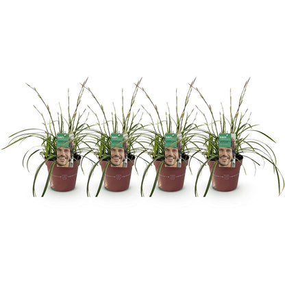 Carex morrowii Ice Dance : Lot de 4 plants de graminées ornementales, feuillage vert et blanc, en pots marron sur fond blanc uni.