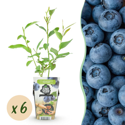 Vaccinium corymbosum 'Goldtraube', plant en pot avec une pastille indiquant une quantité de x6, sur fond blanc avec des myrtilles.
