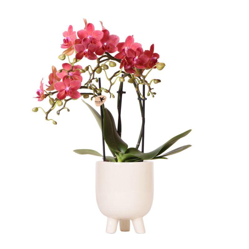 Orchidée Phalaenopsis rouge avec cache-pot Effet travertin
