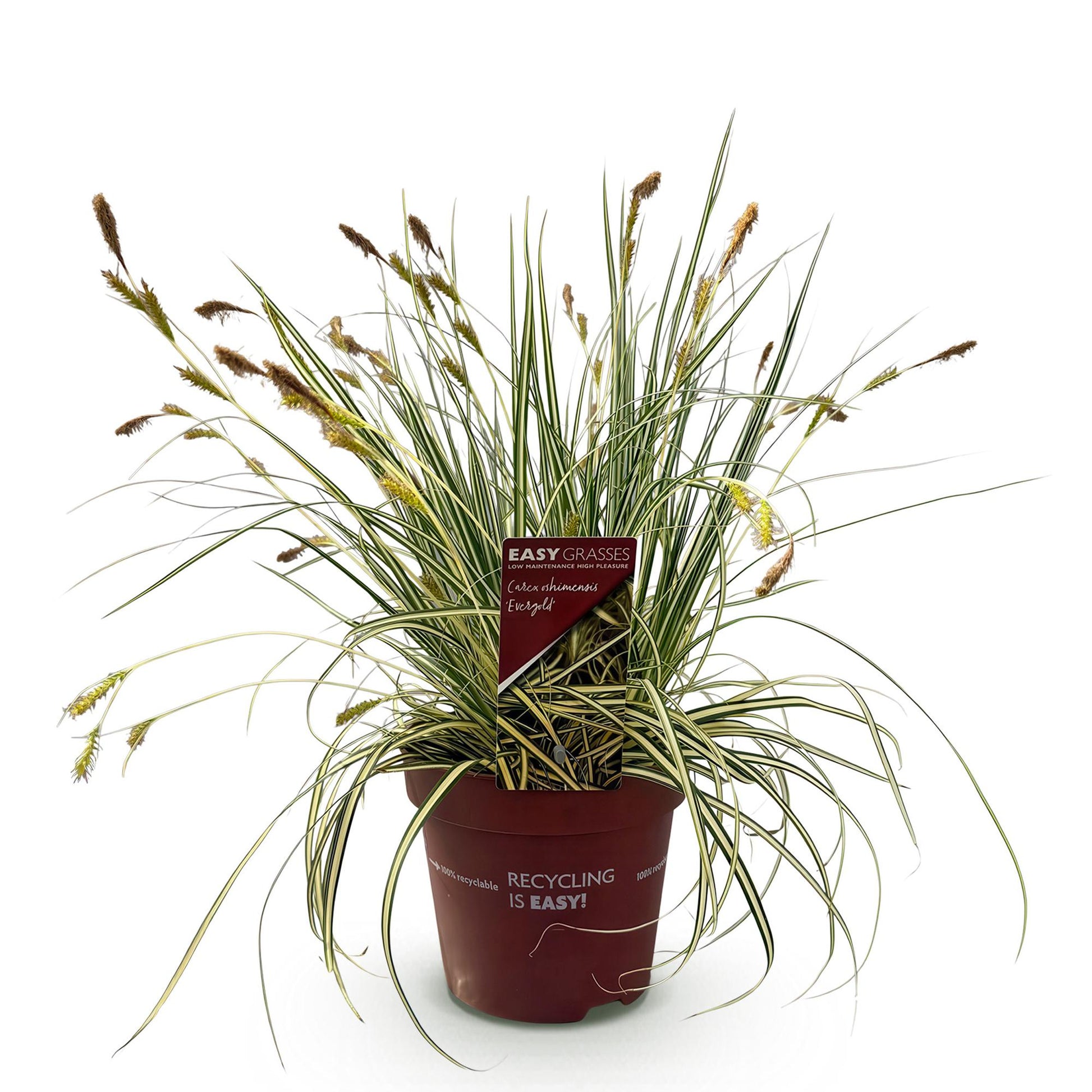 Carex oshimensis Evergold, graminée ornementale jaune et vert, en pot sur fond blanc, avec étiquette du producteur.
