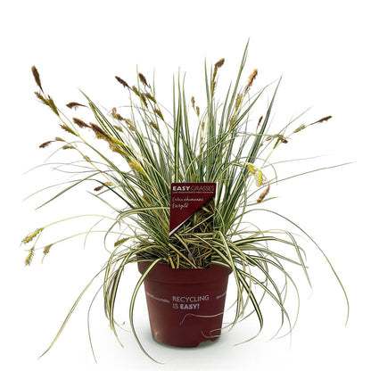 Carex oshimensis Evergold, graminée ornementale jaune et vert, en pot sur fond blanc, avec étiquette du producteur.