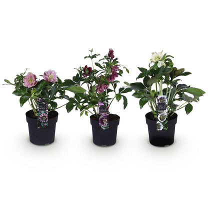 Roses de Carême doubles - lot de 3 plants en pot de 14 cm