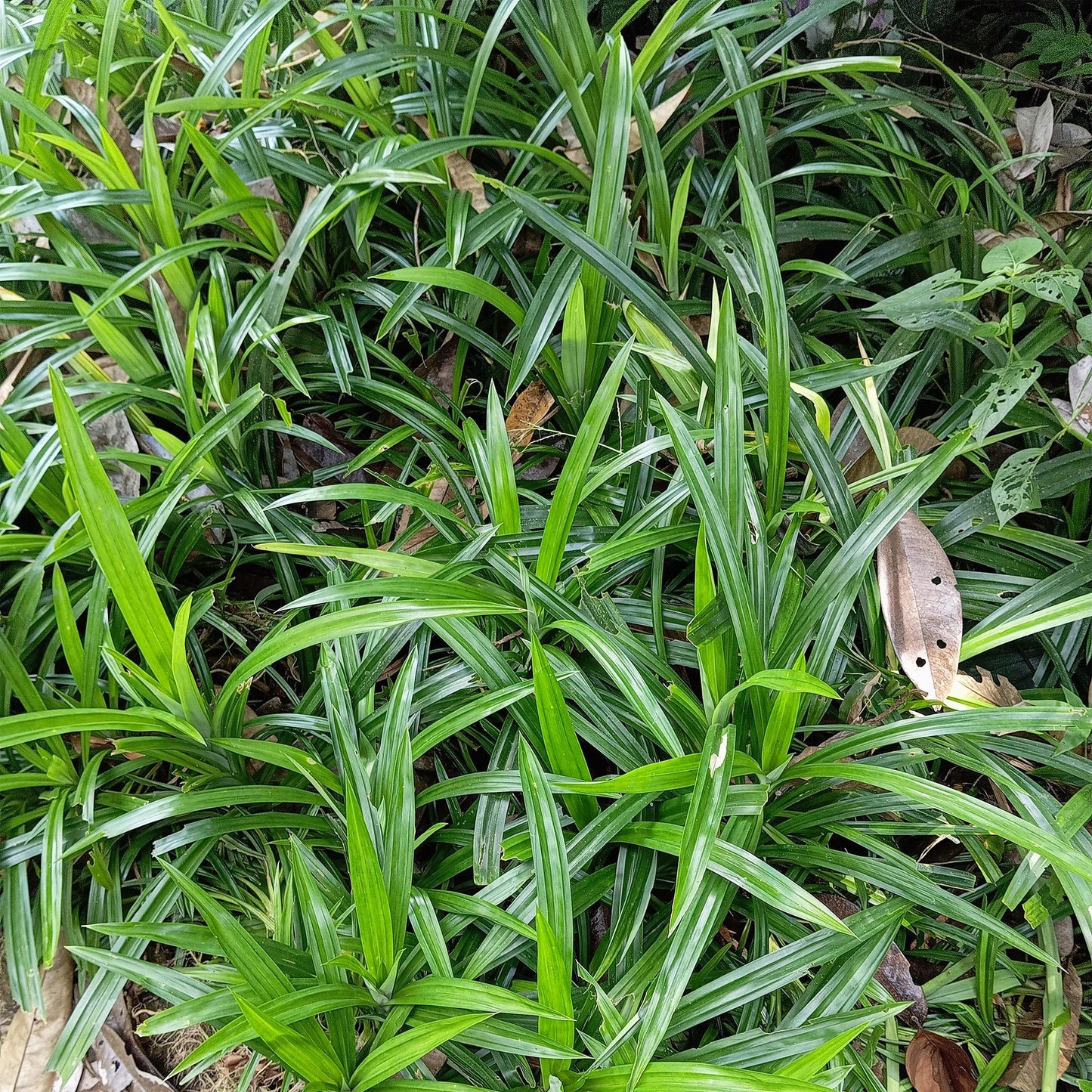 Carex morrowii Irish Green : Gros plan sur les feuilles vertes et jaunes de cette graminée ornementale. Le feuillage est dense et lumineux.