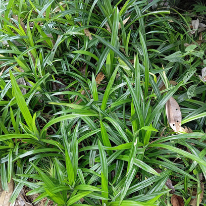 Carex morrowii Irish Green : Gros plan sur les feuilles vertes et jaunes de cette graminée ornementale. Le feuillage est dense et lumineux.