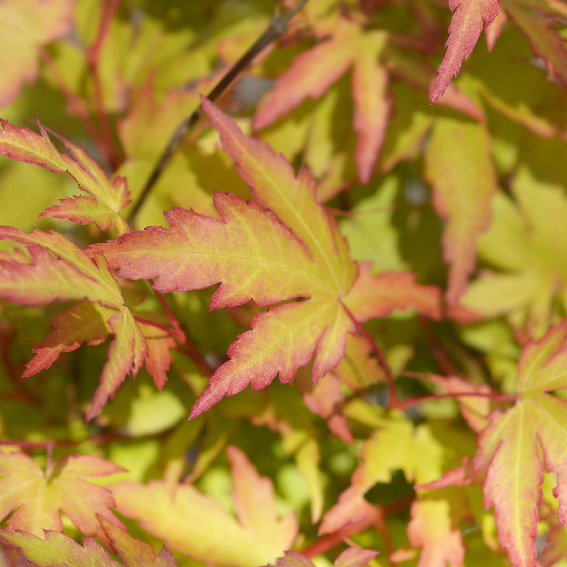 Acer palmatum Sangokaku, gros plan sur le feuillage coloré avec des feuilles aux bords rouges vifs et au centre vert-jaune.