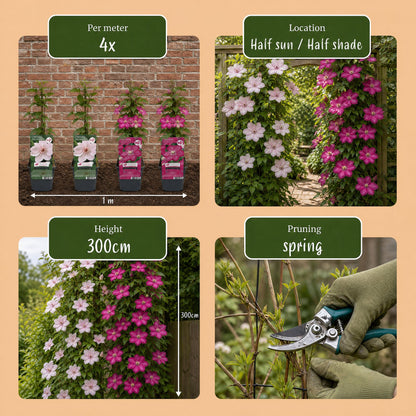 Clématite Duo Rose & Blanc (Clematis) - grimpantes à grandes fleurs