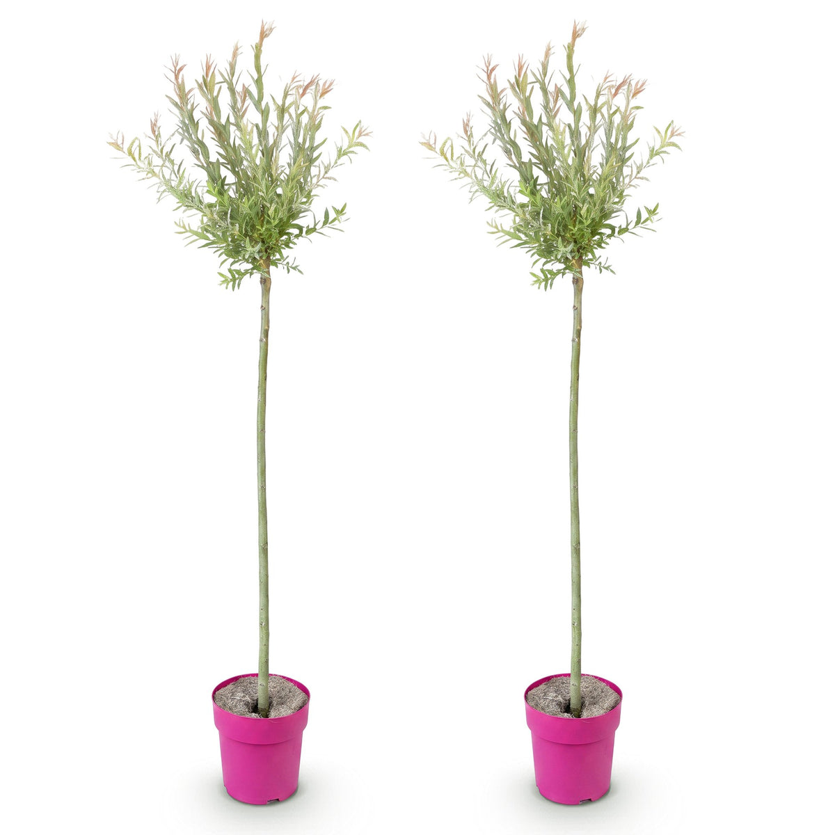 Saule crevette 'Flamingo' - lot de 2 plants en pot de 23 cm
