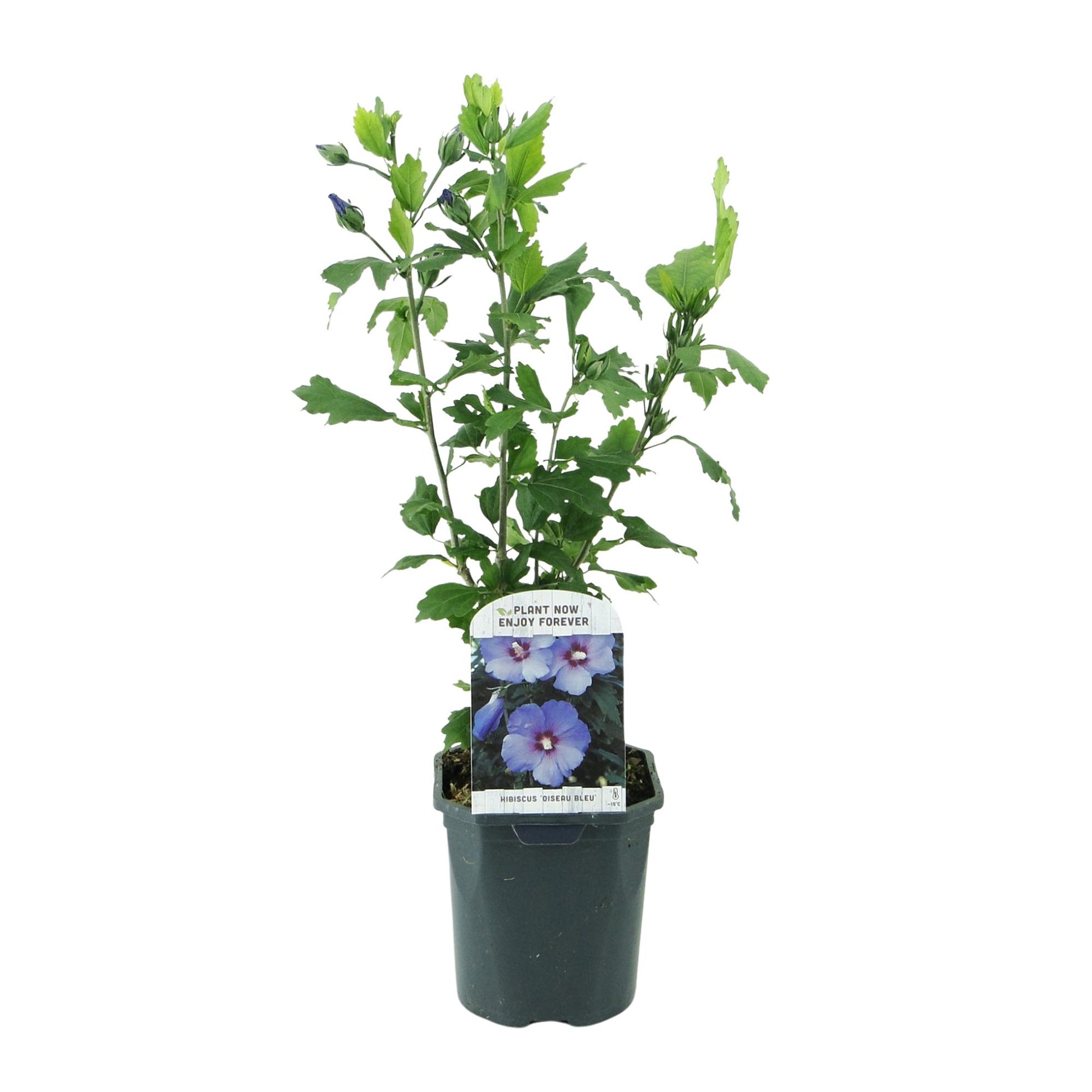 Hibiscus syriacus Oiseau Bleu, une plante en pot sur fond blanc, prête à être plantée pour égayer votre jardin de ses fleurs bleues.