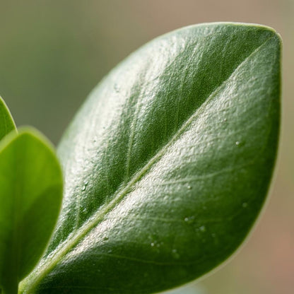 Gros plan sur une feuille de Clusia Princess, d'un vert profond et brillant, avec de fines nervures visibles, quelques gouttelettes d'eau