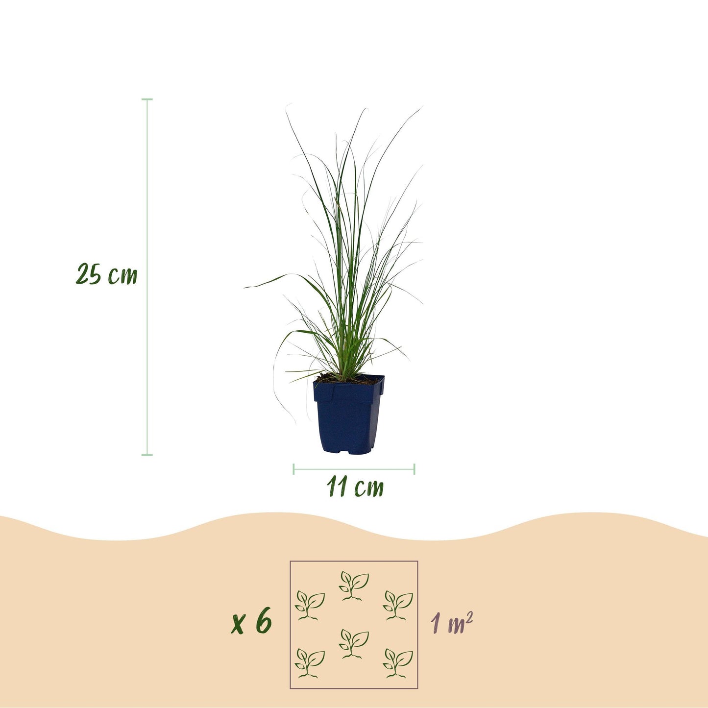 Cortaderia sell. Pumila : plant d'Herbe de la Pampa naine en pot, avec indication de la hauteur (25 cm) et du diamètre du pot (11 cm), et il