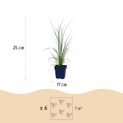 Cortaderia sell. Pumila : plant d'Herbe de la Pampa naine en pot, avec indication de la hauteur (25 cm) et du diamètre du pot (11 cm), et il
