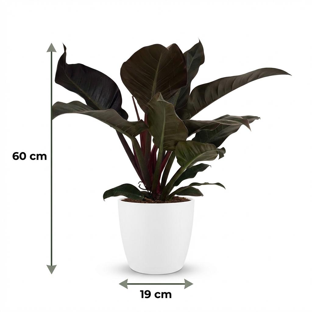 Plante d'intérieur - Philodendron - Philodendron Imperial Red - Rouge - Peu d'entretien - 1 Plante - avec Pot Blanc - Pot 19cm - Hauteur 60cm