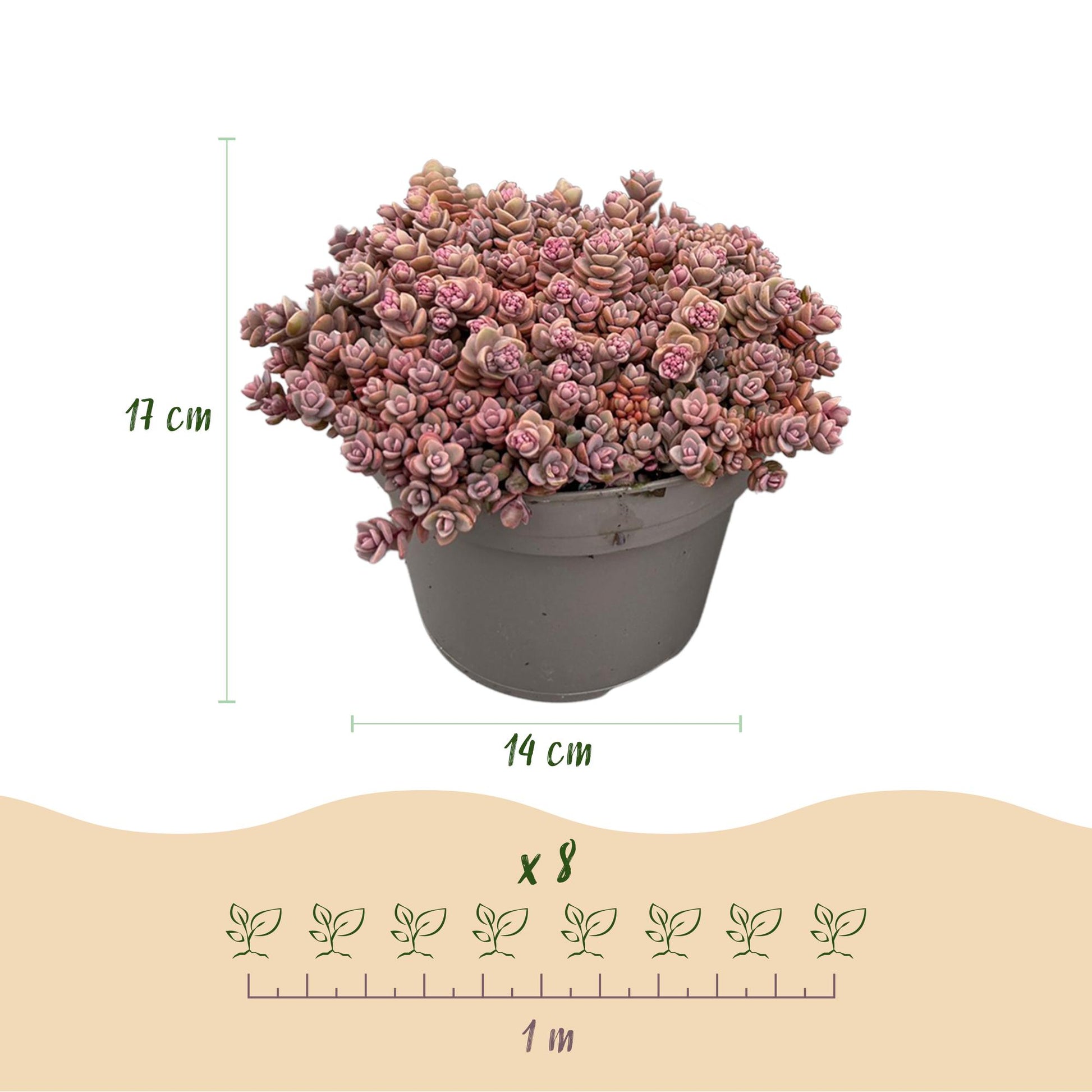 Mélange de plantes vivaces de rocaille, pot de 14cm, hauteur 17cm, lot de 8 plants avec espacement de 1 mètre.