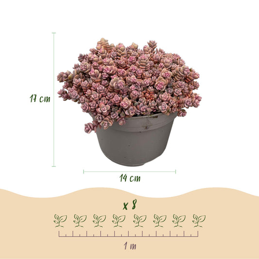Mélange de plantes vivaces de rocaille, pot de 14cm, hauteur 17cm, lot de 8 plants avec espacement de 1 mètre.