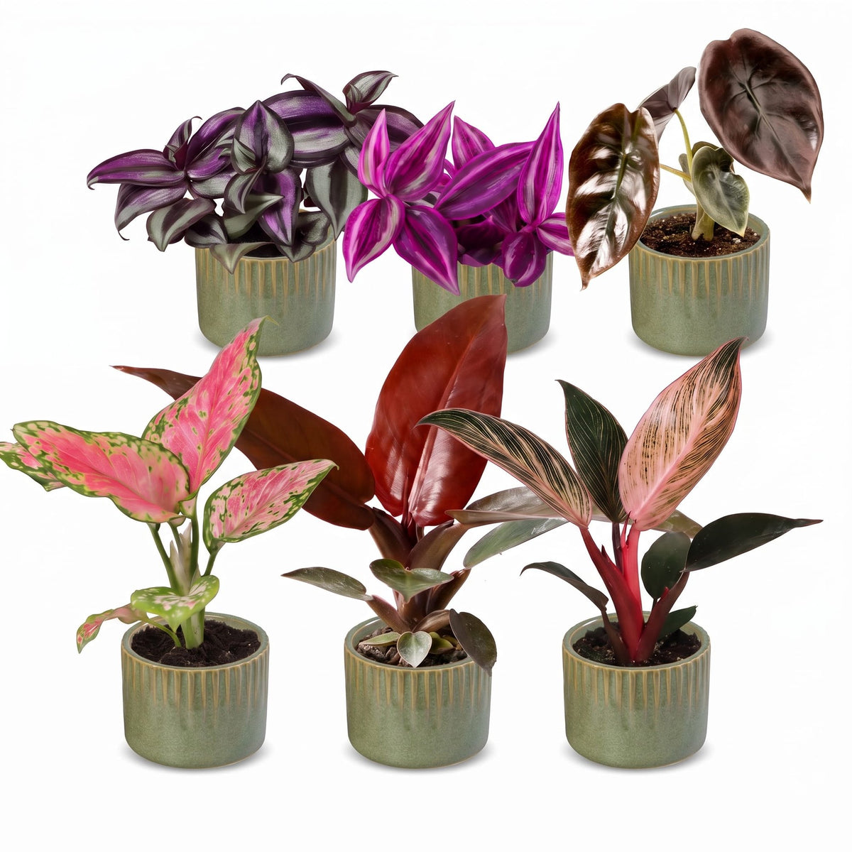 Bébés plantes roses en pot de 6 cm, 6 plantes, cache-pot vert olive