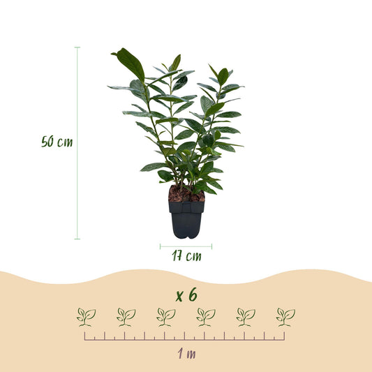 Prunus laurocerasus Novita : infographie présentant un plant en pot de 17 cm, hauteur 50 cm, et un plan pour planter 6 plants par mètre liné