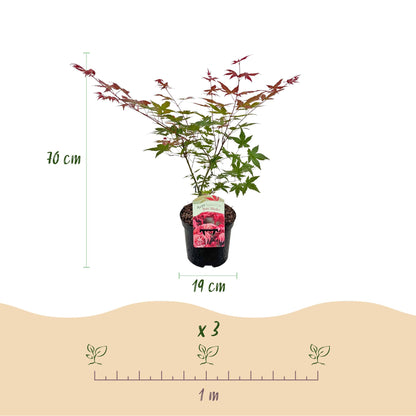 Érable japonais Acer palmatum Beni Maiko, hauteur 70 cm, pot 19 cm. Illustration suggérant la plantation de 3 plants par mètre.