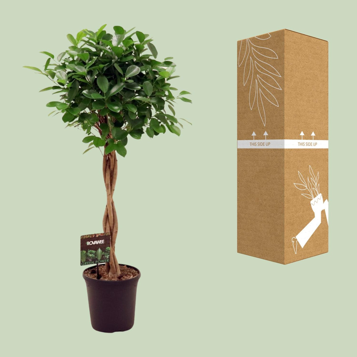 Ficus Moclame à côté de son carton de livraison renforcé, expédié par notre producteur partenaire