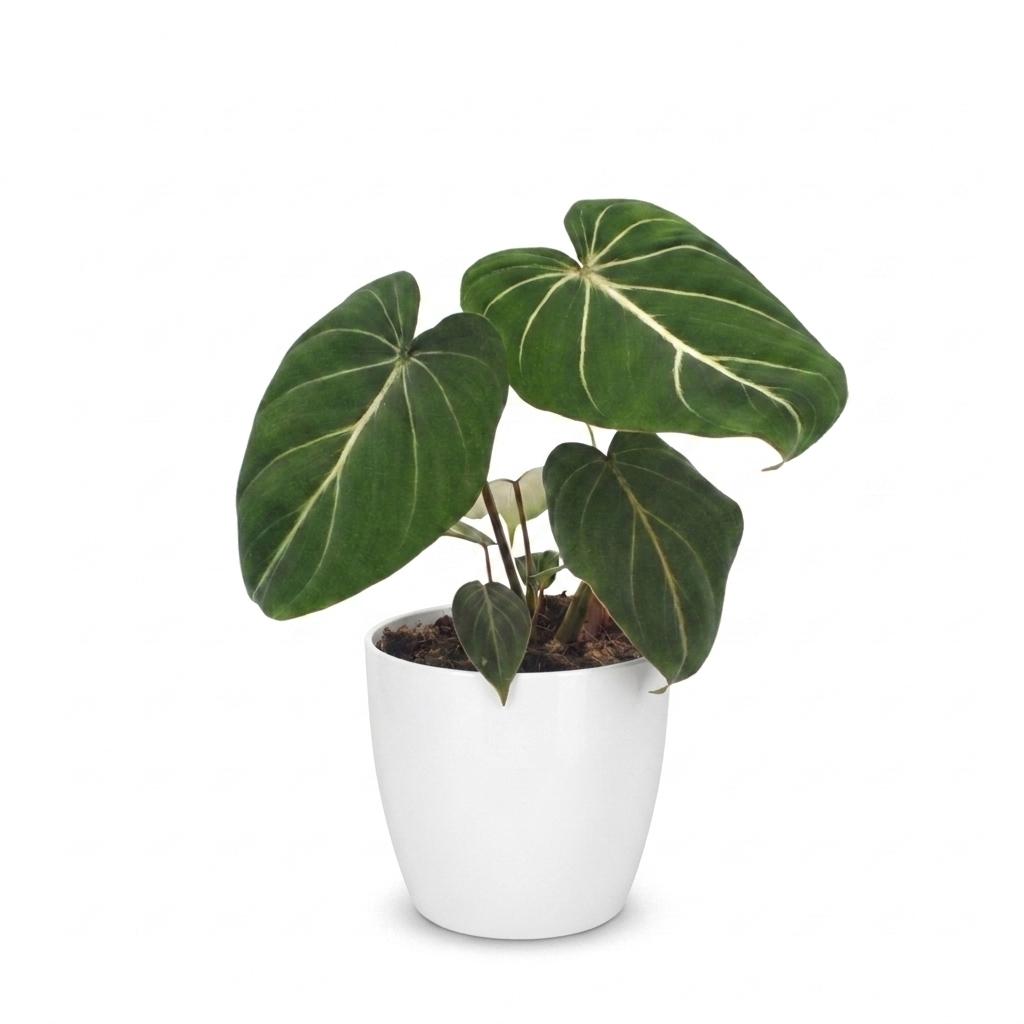Philodendron Gloriosum - Pot de 12cm