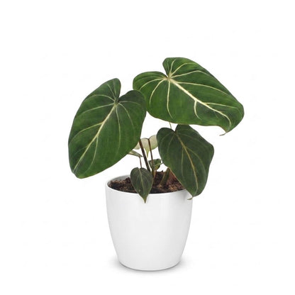 Philodendron Gloriosum - Pot de 12cm