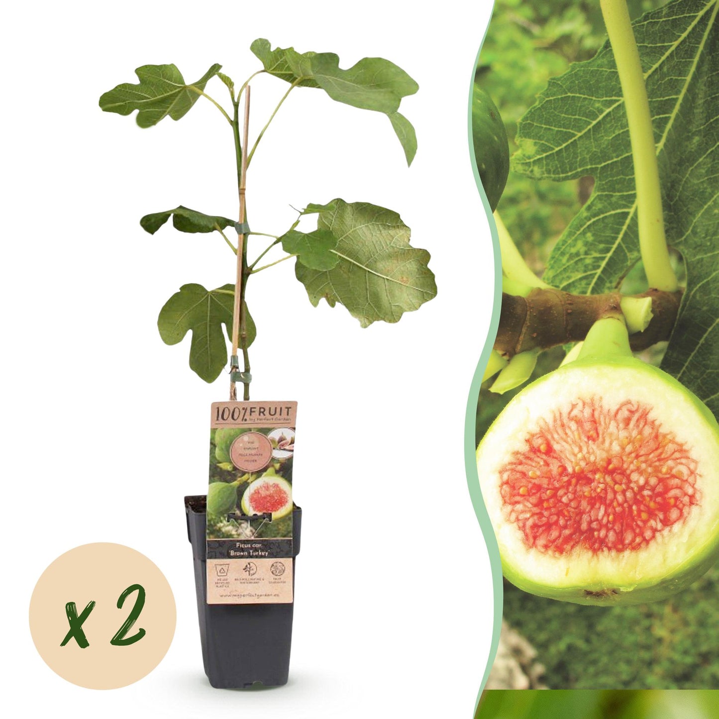 Ficus carica Brown Turkey : un jeune plant en pot avec une pastille indiquant "x2", accompagné d'un gros plan d'une figue coupée.