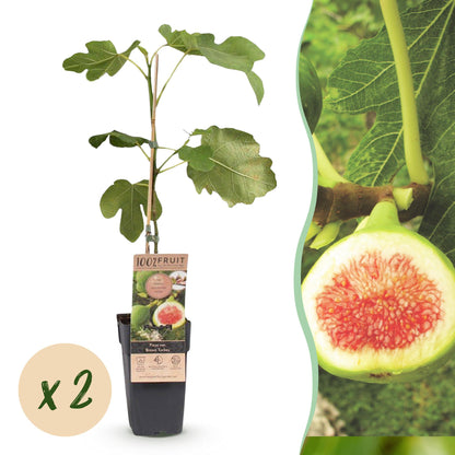 Ficus carica Brown Turkey : un jeune plant en pot avec une pastille indiquant "x2", accompagné d'un gros plan d'une figue coupée.