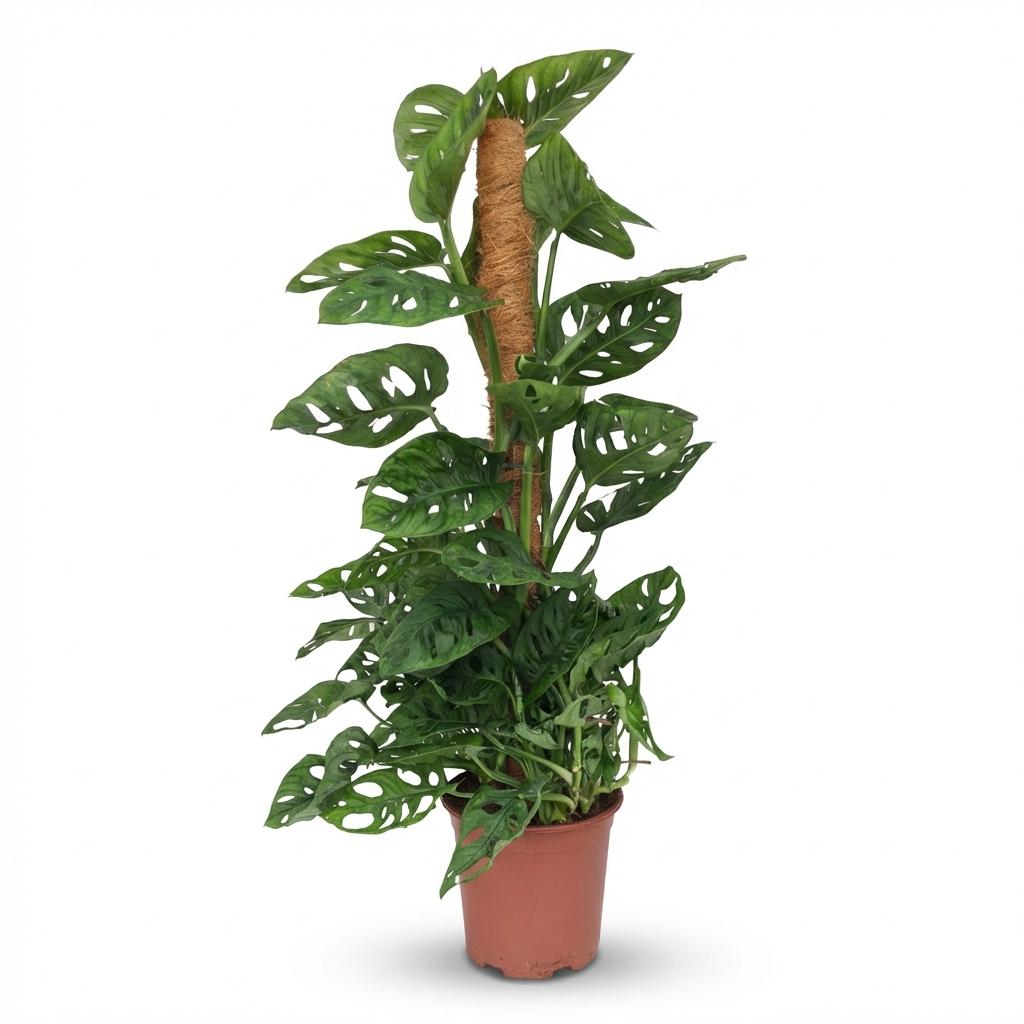 Plante d'intérieur - Monkey Mask - Monstera Andansonii sur Tuteur - Vert - Peu d'entretien - 1 Plante - Pot 19cm - Hauteur 90cm