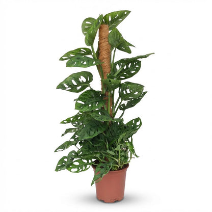 Plante d'intérieur - Monkey Mask - Monstera Andansonii sur Tuteur - Vert - Peu d'entretien - 1 Plante - Pot 19cm - Hauteur 90cm