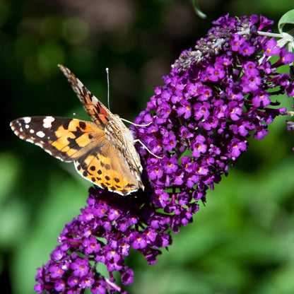 Buddleja davidii Black Night : gros plan sur un papillon aux ailes orangées et noires posé sur les fleurs violettes de l'arbre aux papillons