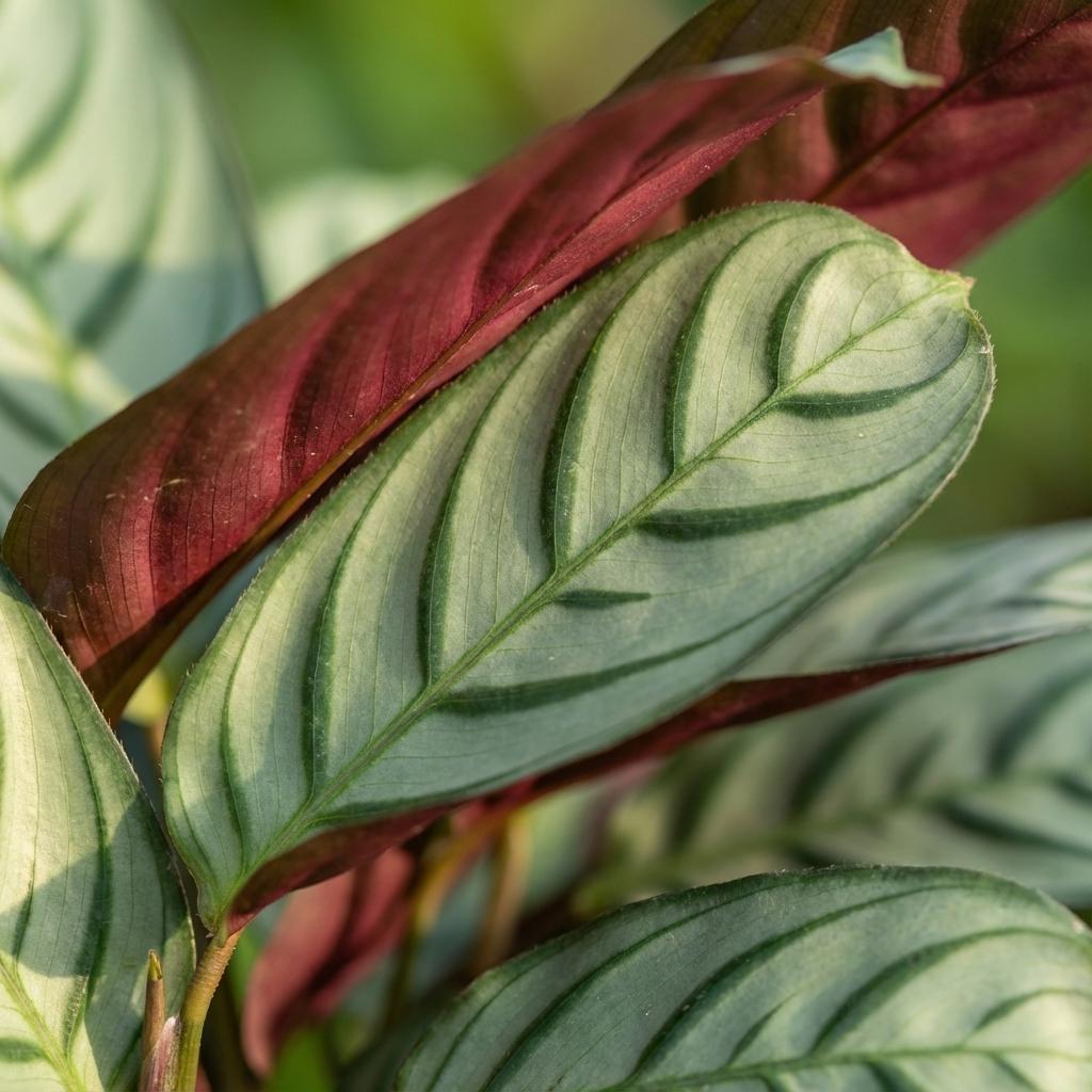 Magnifique feuillage d'une Ctenanthe Amagris avec ses motifs vert clair et vert foncé, et le revers des feuilles rouge bordeaux