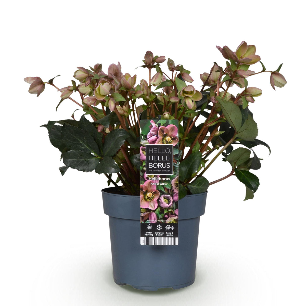 Hellébore 'Angel Glow' - 1 plant en pot de 19 cm