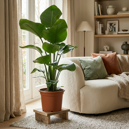 Strelitzia Nicolai Oiseau de paradis plante d'intérieur en pot de 19cm, hauteur 80-90cm